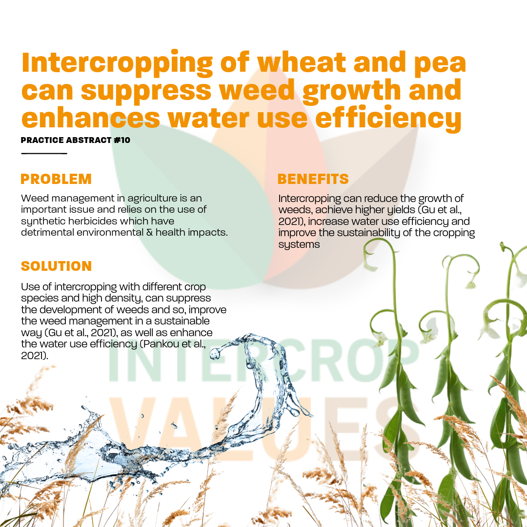 IntercropVALUES ๐ช๐บ (@intercropvalues) on Twitter photo Project partners <a href="/OrganicsEurope/">IFOAM Organics Europe</a> and <a href="/Auth_University/">ฮฯฮนฯฯฮฟฯฮญฮปฮตฮนฮฟ ฮ ฮฑฮฝฮตฯฮนฯฯฮฎฮผฮนฮฟ ฮฮตฯฯฮฑฮปฮฟฮฝฮฏฮบฮทฯ</a> explore some of the benefits of #intercropping wheat and pea.
๐ Read the full abstract here: intercropvalues.eu/wp-content/uplโฆ Project partners <a href="/OrganicsEurope/">IFOAM Organics Europe</a> and <a href="/Auth_University/">ฮฯฮนฯฯฮฟฯฮญฮปฮตฮนฮฟ ฮ ฮฑฮฝฮตฯฮนฯฯฮฎฮผฮนฮฟ ฮฮตฯฯฮฑฮปฮฟฮฝฮฏฮบฮทฯ</a> explore some of the benefits of #intercropping wheat and pea.
๐ Read the full abstract here: intercropvalues.eu/wp-content/uplโฆ