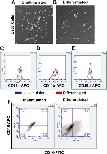 American Society for Cell Biology (@ascbiology) on Twitter photo From MBoC
Inhibition of Mac-1 allows human macrophages to migrate against the direction of shear flow on ICAM-1
<a href="/Abuffone_Lab/">Alexander Buffone</a> share how not all Macrophages like to go with the flow.
doi.org/10.1091/mbc.E2โฆ From MBoC
Inhibition of Mac-1 allows human macrophages to migrate against the direction of shear flow on ICAM-1
<a href="/Abuffone_Lab/">Alexander Buffone</a> share how not all Macrophages like to go with the flow.
doi.org/10.1091/mbc.E2โฆ