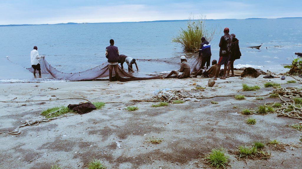 yangaza209's tweet image. - with younger individuals being particularly vulnerable.
Factors contributing to infection include #lowknowledge about sanitation practices and behaviors like open defecation while fishing.

Effective interventions must include health education.
📷[@yangaza209 ]