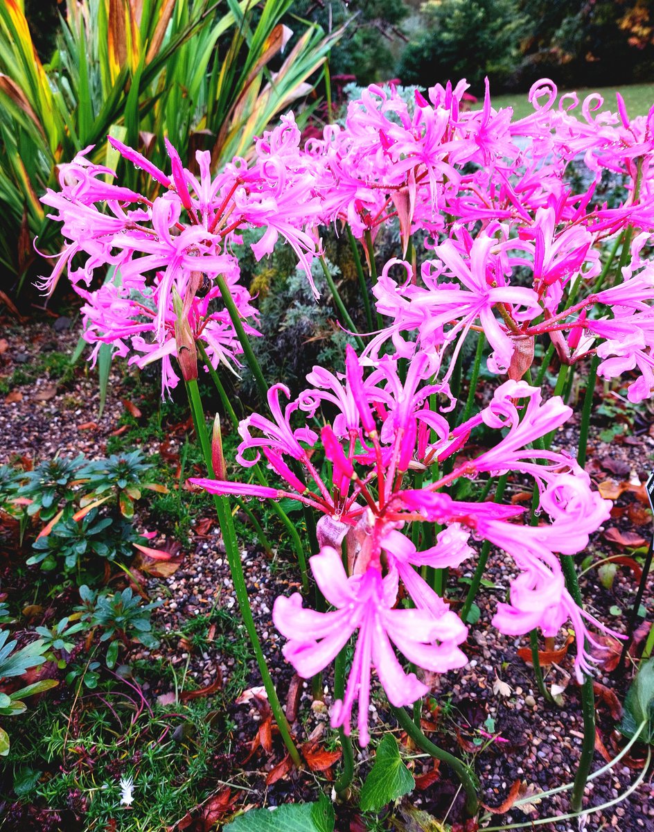 Good afternoon from #Sheffield #Botanical #Gardens #Yorkshire where the Nerines are looking fabulous. Much needed uplifting colour on this rainy #October day. <a href="/FOBSheffield/">Friends of the Botanical Gardens, Sheffield</a> <a href="/The_RHS/">The RHS</a> <a href="/GWmag/">BBC Gardeners' World Mag</a> 🌸
