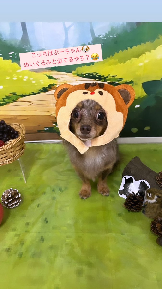 愛犬の偉大さ…🥺❣️❣️

私のお仕事のエネルギーの源🐶🤍 https://t.co/UkPDlFP5w7