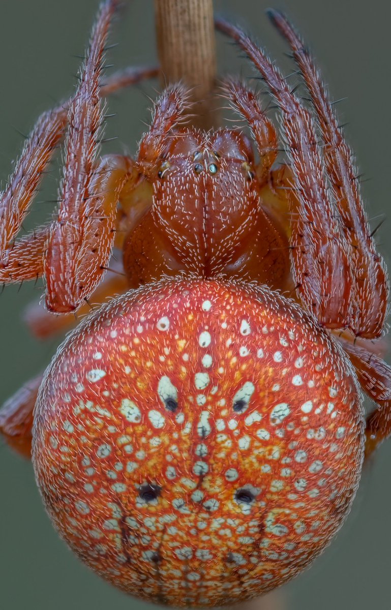 A firm favorite on mine, Araneus alsine. 
Always happy to see these.

<a href="/BritishSpiders/">BAS</a> #arachnids #araneus #spiders #spider