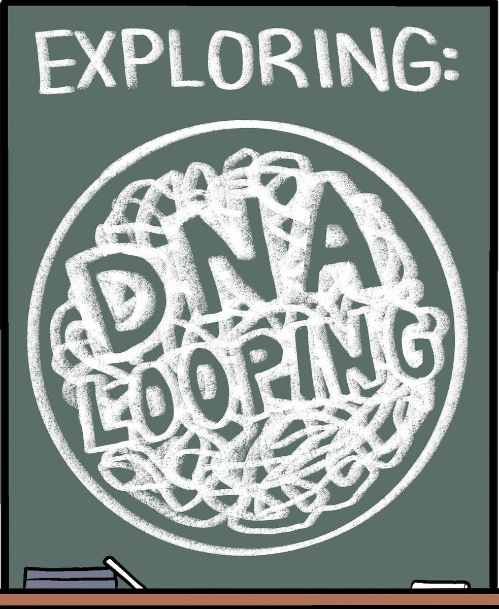 PoLDresden's tweet photo. Our newest edition of the #PoLComic: Exploring Science with @PoLDresden. 

We are highlighting concepts used in the Physics of Life in a comic strip for you! And today: DNA looping! 1/3 

Check the full version and previous comics at https://t.co/ZeXxe8uWN3 https://t.co/pSRRMzinBy