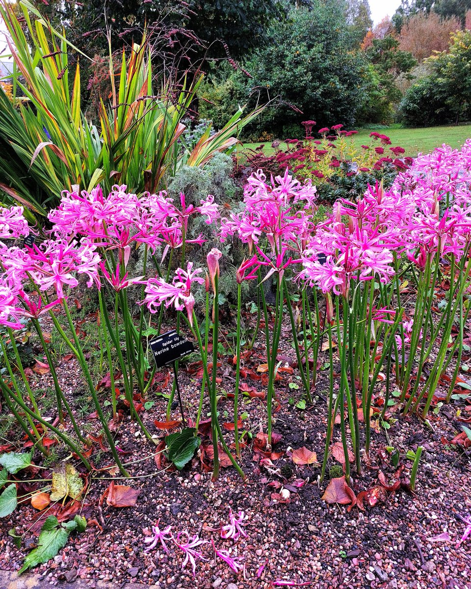 More Nerines! #Sheffield #Botanical #Gardens #Yorkshire #horticultural #magic #gratitude #colours #NatureInspired <a href="/FOBSheffield/">Friends of the Botanical Gardens, Sheffield</a> <a href="/GdnsIllustrated/">Gardens Illustrated</a> <a href="/NGSOpenGardens/">National Garden Scheme</a> <a href="/BeechgroveGdn/">Beechgrove</a>