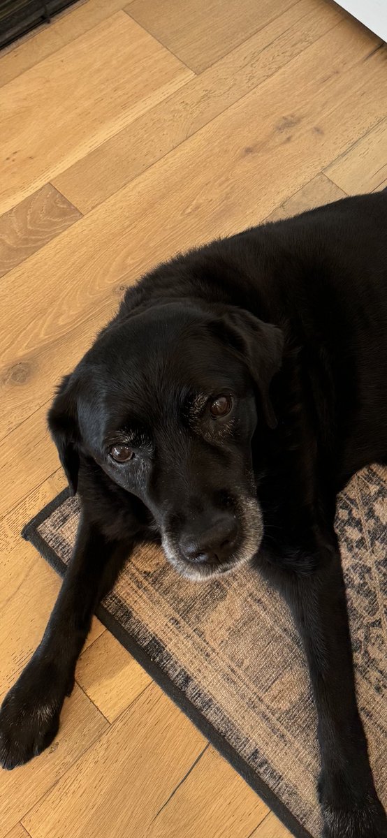 gregjockman's tweet photo. @kaimicahmills @cryopets Annie is in! https://t.co/qTPOYXmH2d