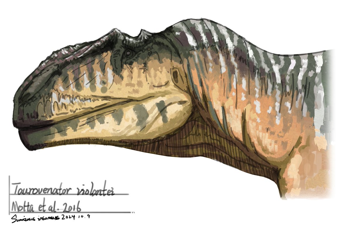 SomniosusW's tweet photo. Taurovenator violantei doodle
Based on @DanPalaeon1 's skeletal recons' https://t.co/vwjqsqF4W5