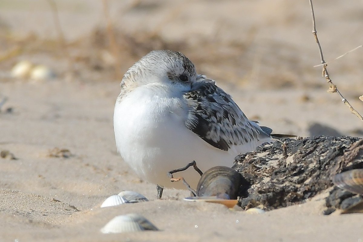 Sanderling, RSPB Titchwell