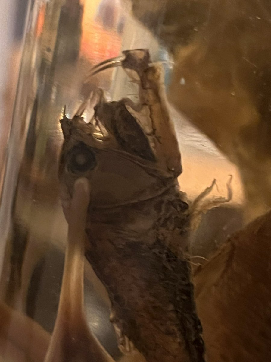 That moment at the self-checkout in a supermarket when you are worrying that your bag is being checked, not because you are stealing, but because there is a jar in it with deep-sea fish and you don't want to traumatize someone 😬