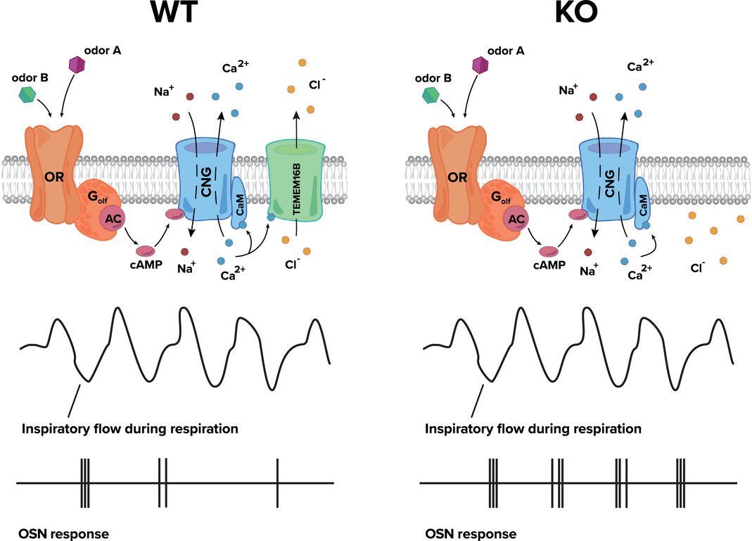 Zach Fyke, Kai Clane Belonio &amp; Joseph D. Zak (<a href="/UIC_BioS/">UIC Department of Biological Sciences</a>) write a #Perspective on the work of Reisert et al. (2024) and wider research on the biochemical and #physiological basis of adaptation in the olfactory system 

✍️ Read the article here: buff.ly/3zKGToH
