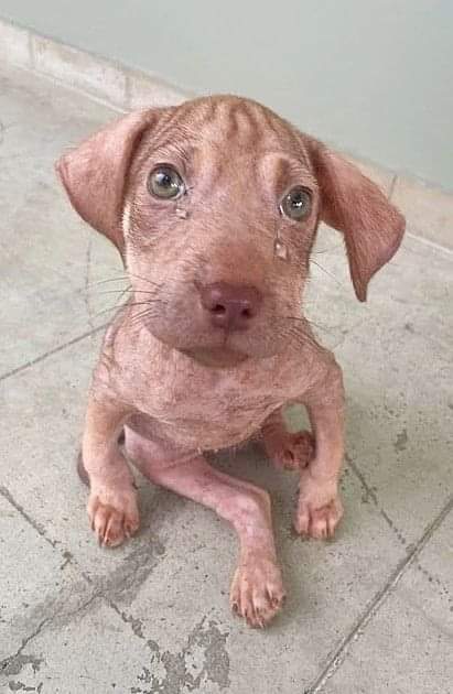 Happy Dog tweet media