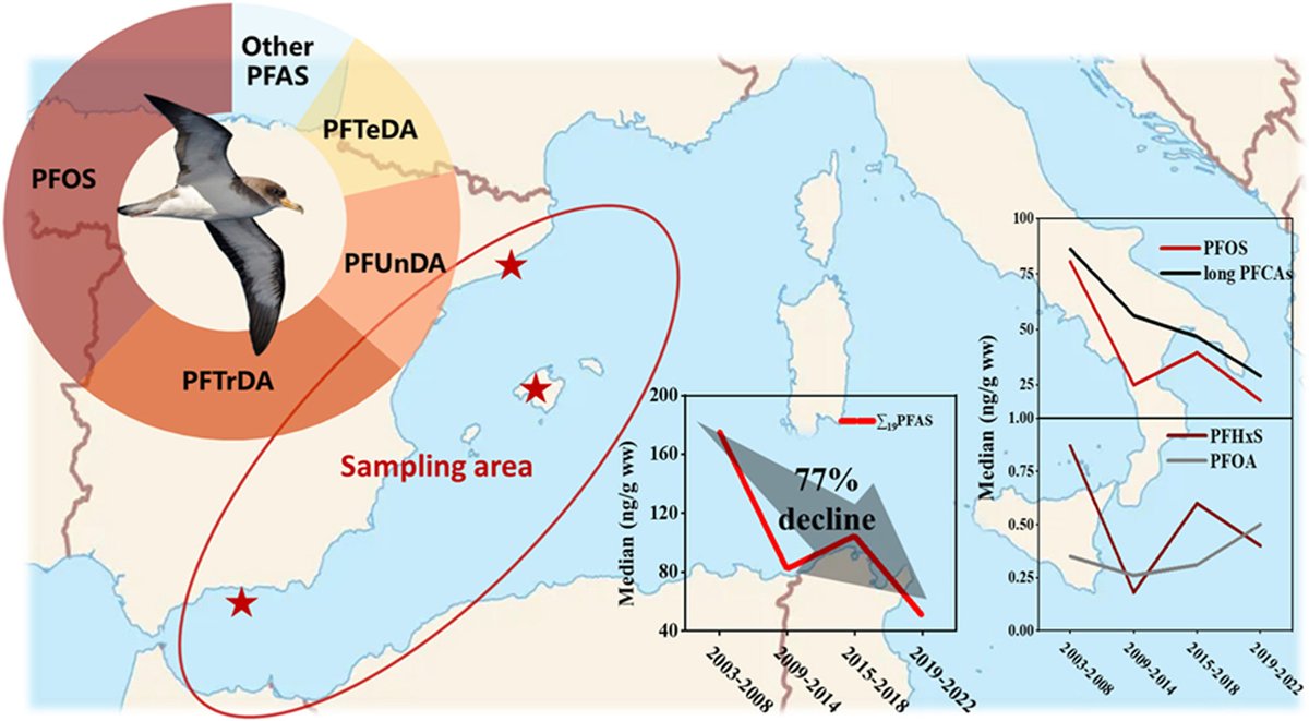 Thanks to 20 years of collaboration with #fishermen, our new study shows a 77% decline in #PFAS in bycaught Scopoli's #Shearwaters, highlighting their role as key #bioindicators for long-term #marine monitoring 🌊🌍 #EnvironmentalResearch #Calonectris

doi.org/10.1016/j.envp…