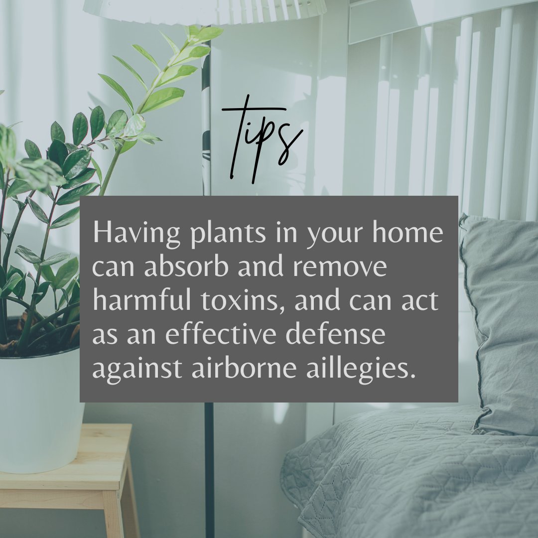 HelloProjectUSA's tweet image. Plants can purify your air 🌿, reduce stress, &amp;amp; improve sleep! 🌱 Ready to add some green to your home? 🌿 #HealthyHome #PlantCareTips #IndoorPlants
