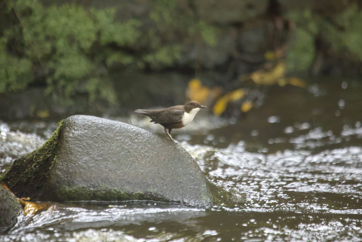 It's autumn which can mean only one thing - taking photos of Dippers in the near dark then boosting them in potatoshop.