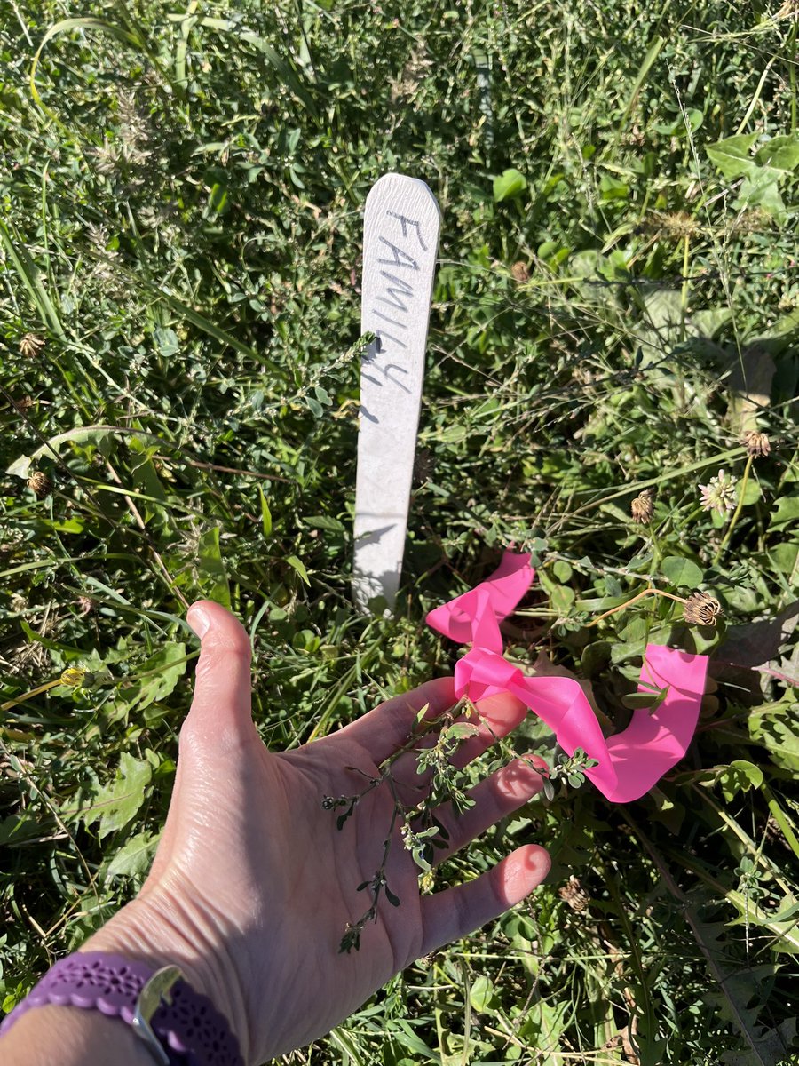 weedsciencenerd's tweet photo. Beautiful week for our Weed ID assessment in #CSS226L …I’m sad this is our last outdoor lab for the semester 🍂 https://t.co/t1WFujkfTX