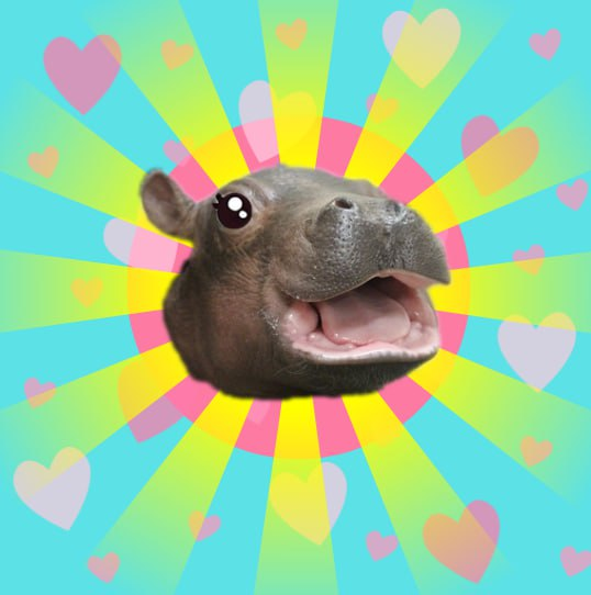 Always bullish for the most famous hippo in the market! $FIONA is built for greatness and you wouldn't want to miss its train.

<a href="/fiona_erc/">Fiona</a>