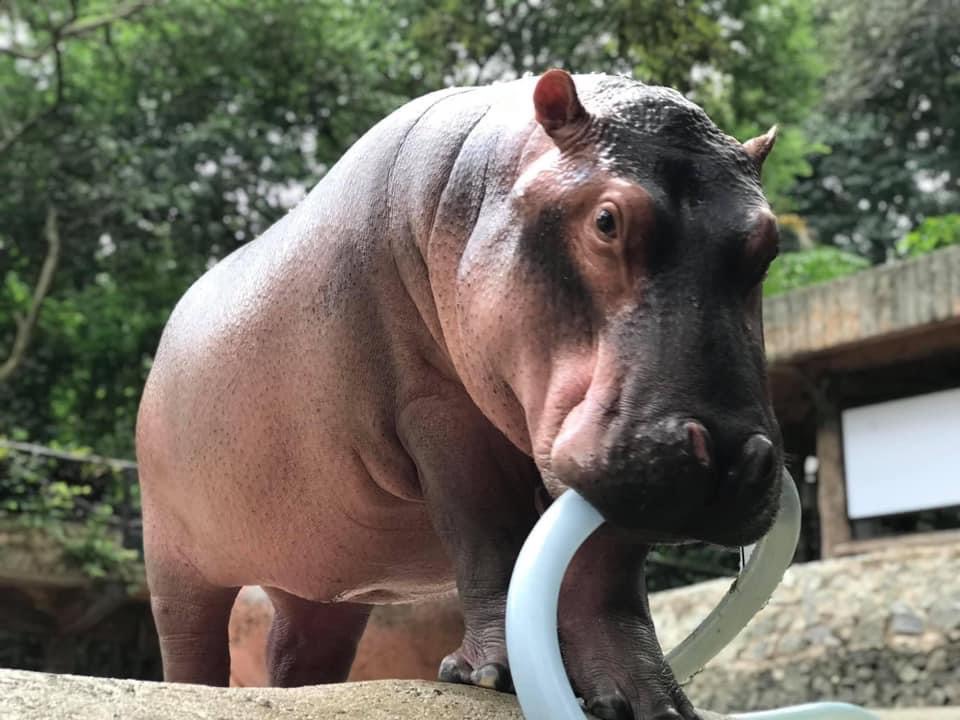 สวนสัตว์เปิดเขาเขียว Khao Kheow Open Zoo tweet media