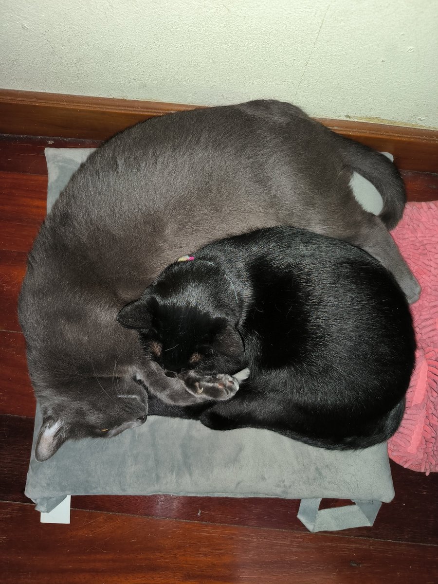 daylightcatloaf's tweet photo. เด็กบ้านไหนลูกตัวใหญ่กว่าแม่บ้างคะ https://t.co/IF4dYqQKa5