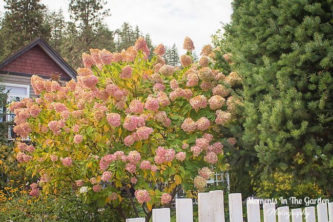 MomentsintheG's tweet photo. The hydrangea paniculata is still putting on a display as the flowers have turned to a deep pink.  #hydrangeapaniculata #deeppink #changingseasons #octobergarden #featureshrub #momentsinthegardenphotography https://t.co/XQQYNnPGmT