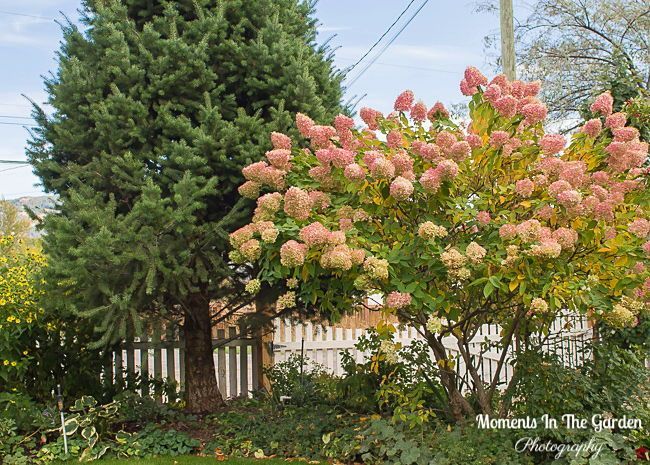 MomentsintheG's tweet photo. The hydrangea paniculata is still putting on a display as the flowers have turned to a deep pink.  #hydrangeapaniculata #deeppink #changingseasons #octobergarden #featureshrub #momentsinthegardenphotography https://t.co/XQQYNnPGmT
