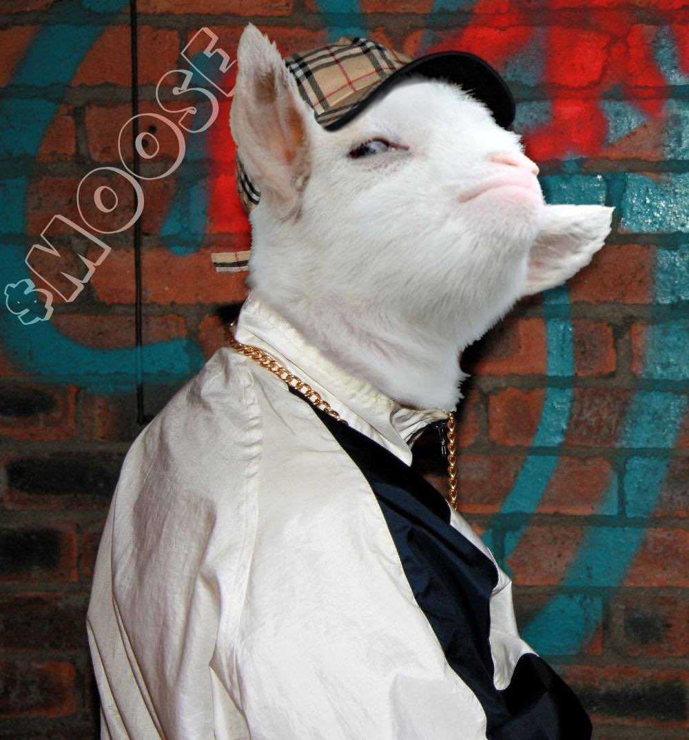 Smuggoatmoose's tweet photo. What you lookin’ at $MOOSE https://t.co/C2hMl3UCkm