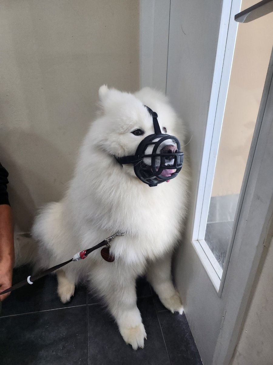 울집 강쥐를 그럇음
그리고 광견병 주사도 맞았어요
인식칩 등록되어 있으면 만원에 시지원으로 예방접종 받을 수 있으니 기간 확인해보고 접종하세용