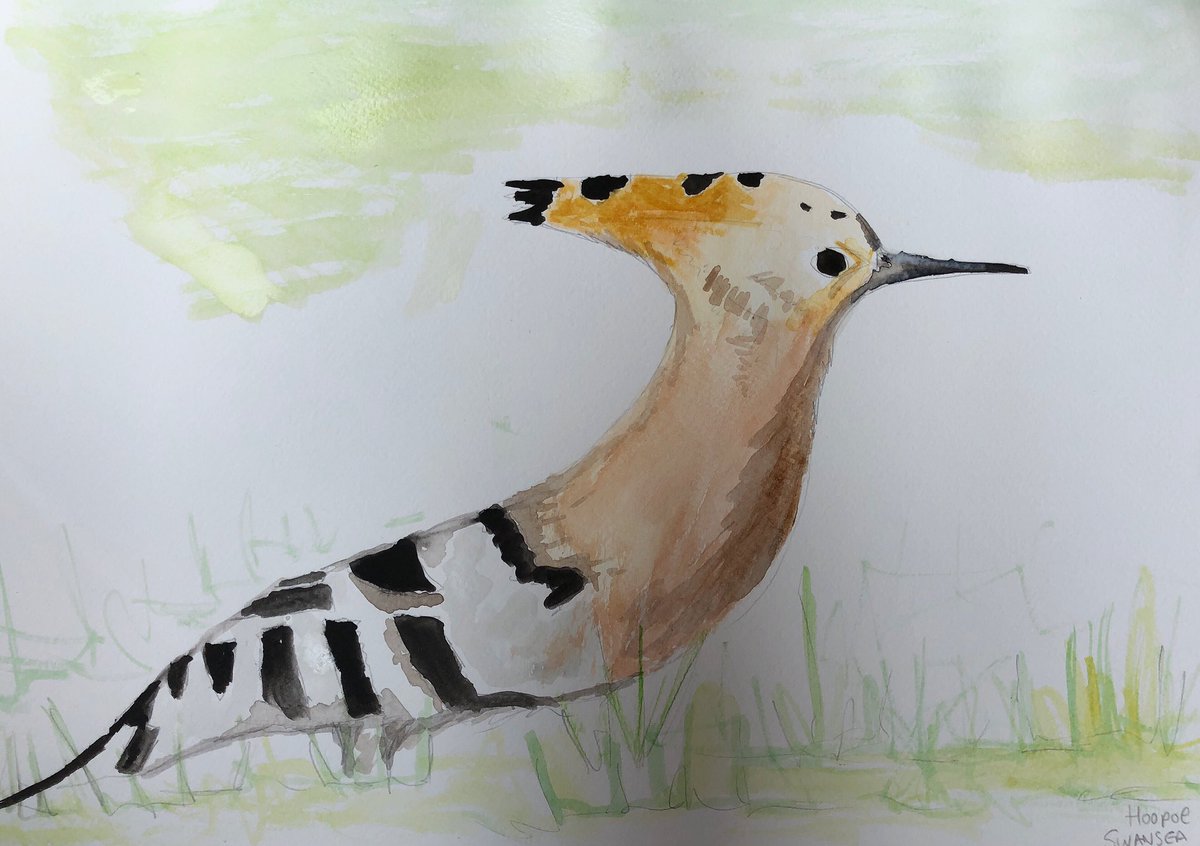 Went to Swansea for the hoopoe commemorating for #crudelydrawnbirds 🤓