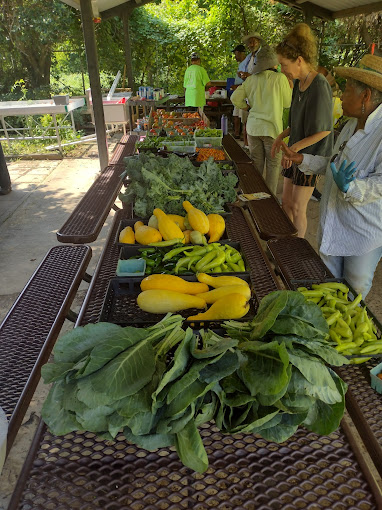 VinceGrayWard7's tweet photo. It's Wednesday, and that means FRESH VEGGIES ARE FREE from 11am-noon at Lederer Gardens, 4801 Nannie Helen Burroughs Ave NE. https://t.co/6RBuuwnbl5