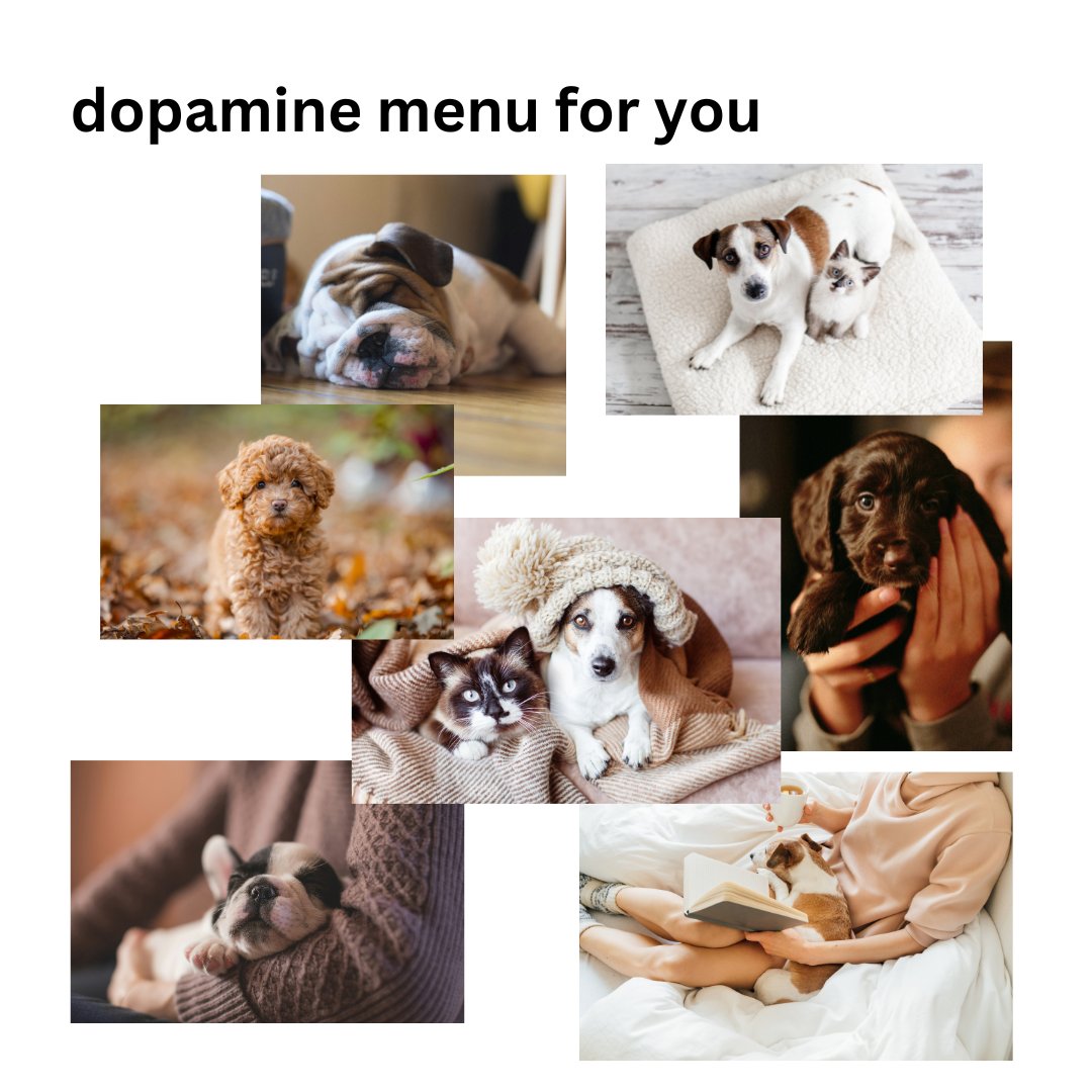 A little dopamine boost for you and your pup! 🐶✨ Book your stay at Canine Country Club &amp; Feline Inn now and let your fur kid bask in the feel-good vibes! 🌟 

caninecountryclubaz.com