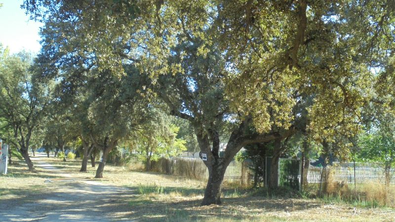 Foto cedida por Jarama Vivo