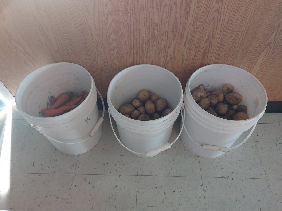 Yesterday was Harvest Day <a href="/ICSColliers/">ImmaculateConception</a> . Turkey dinner tastes better with your own vegetables. #HomegrownFood #CommunityWellness <a href="/NLTeachersAssoc/">NLTA</a> <a href="/NLSchoolsCA/">NLSchools</a>