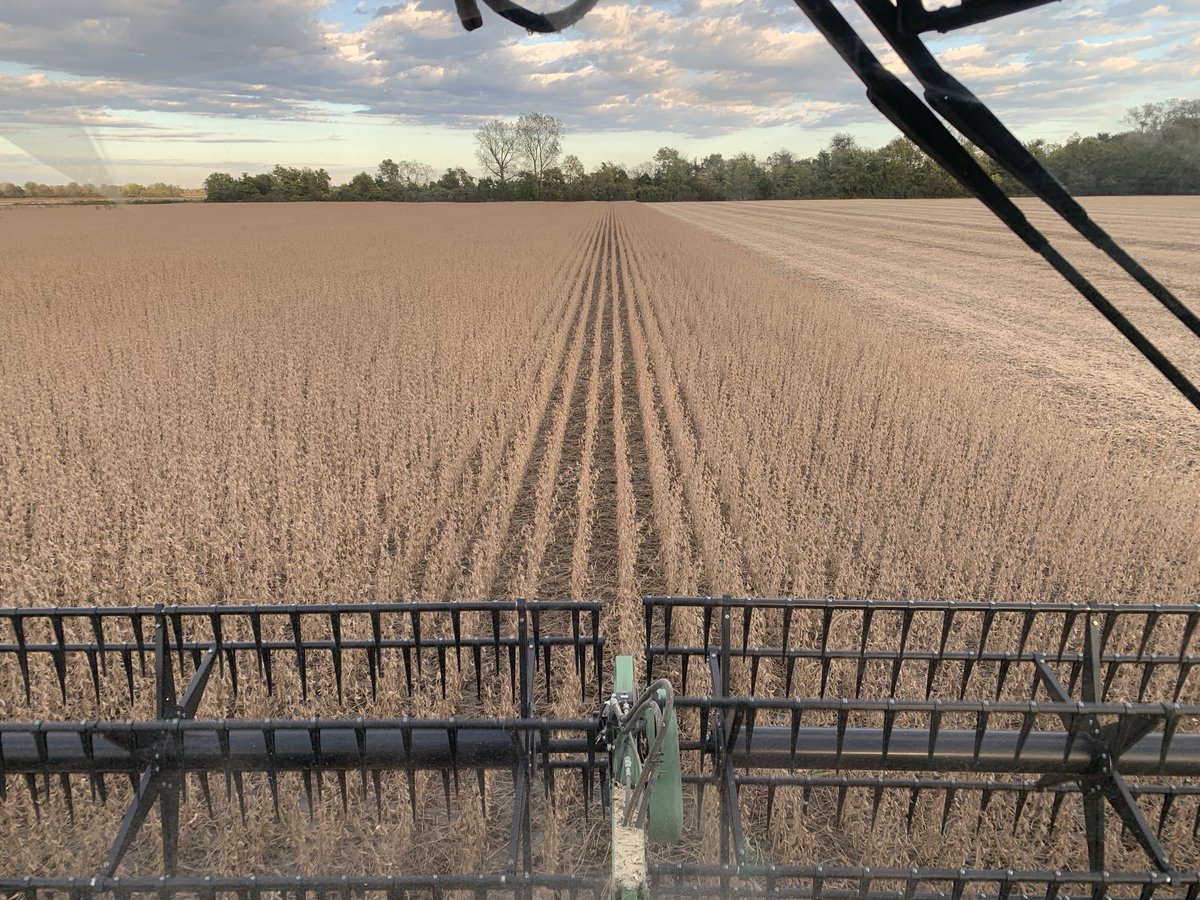 wolf_moritz's tweet image. Switching to Big Ben IP soys this morning for; so far, so good 😎#northendfarms  #peleeisland #canadassouthernmost