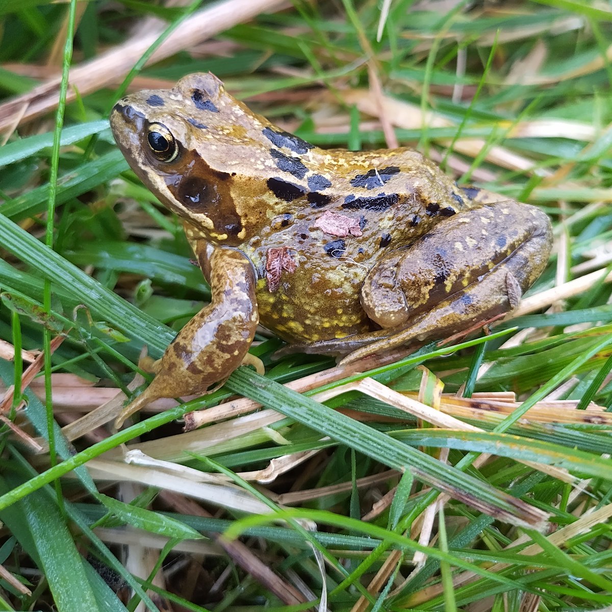 Reptiles and amphibians are slowing into hibernation. Create safe places in your green space/garden by:
- leaving a small compost pile undisturbed
- create a hibernaculum from logs &amp; brick rubble with spaces left inside, covered in loose soil
- leaving depths of ponds undisturbed