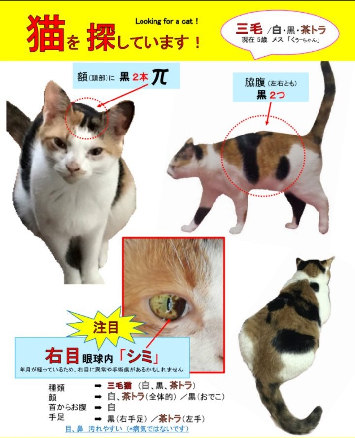 Cat_LookingFor's tweet photo. ご協力して下さってる方、ありがとうごさいます🙇久々の投稿。6年経ってしまいました...でも諦めきれず今も探しています。何か情報お持ちでしたらご連絡お願いいたします🙇
#神奈川県 #迷子猫 #三毛 #行方不明 #探しています #拡散希望RTお願い #ねこ好きさんと繋がりたい #ねこ #愛護 #保護 #家族 https://t.co/8YXBFKIRCR