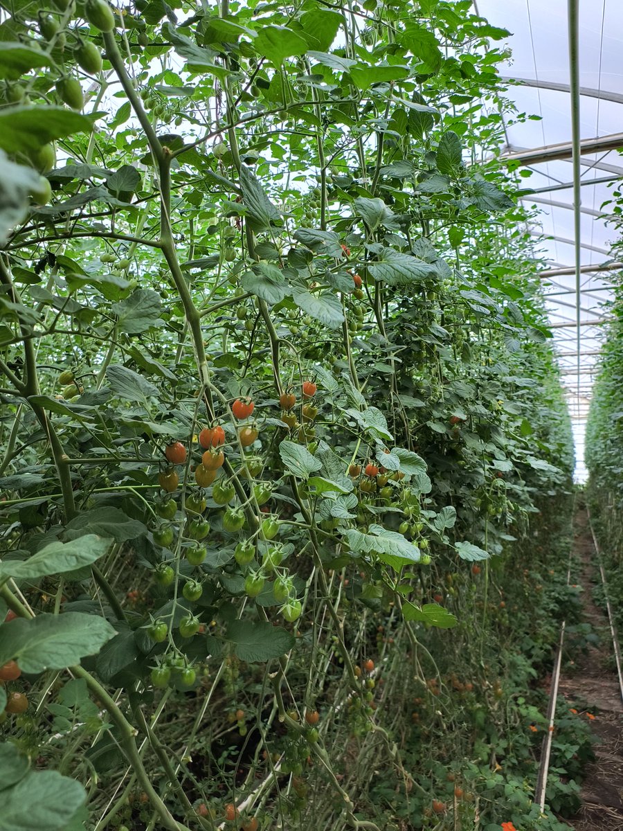 The greenhouse crops are slowing down as we lose light levels rapidly going into the fall.  Currently we are averaging approximately half of the light levels compared to summertime.