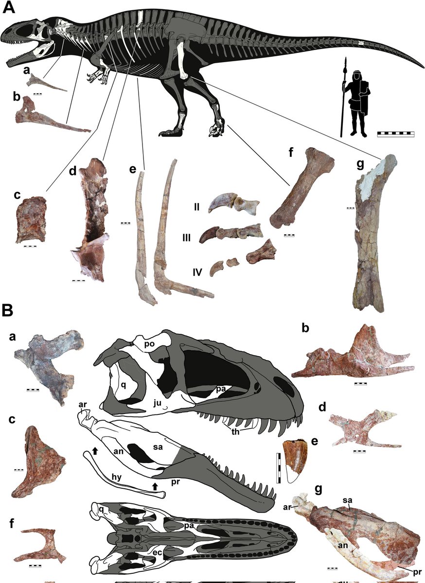 Its out! New material from the holotype specimen of Taurovenator:  link.springer.com/article/10.100…