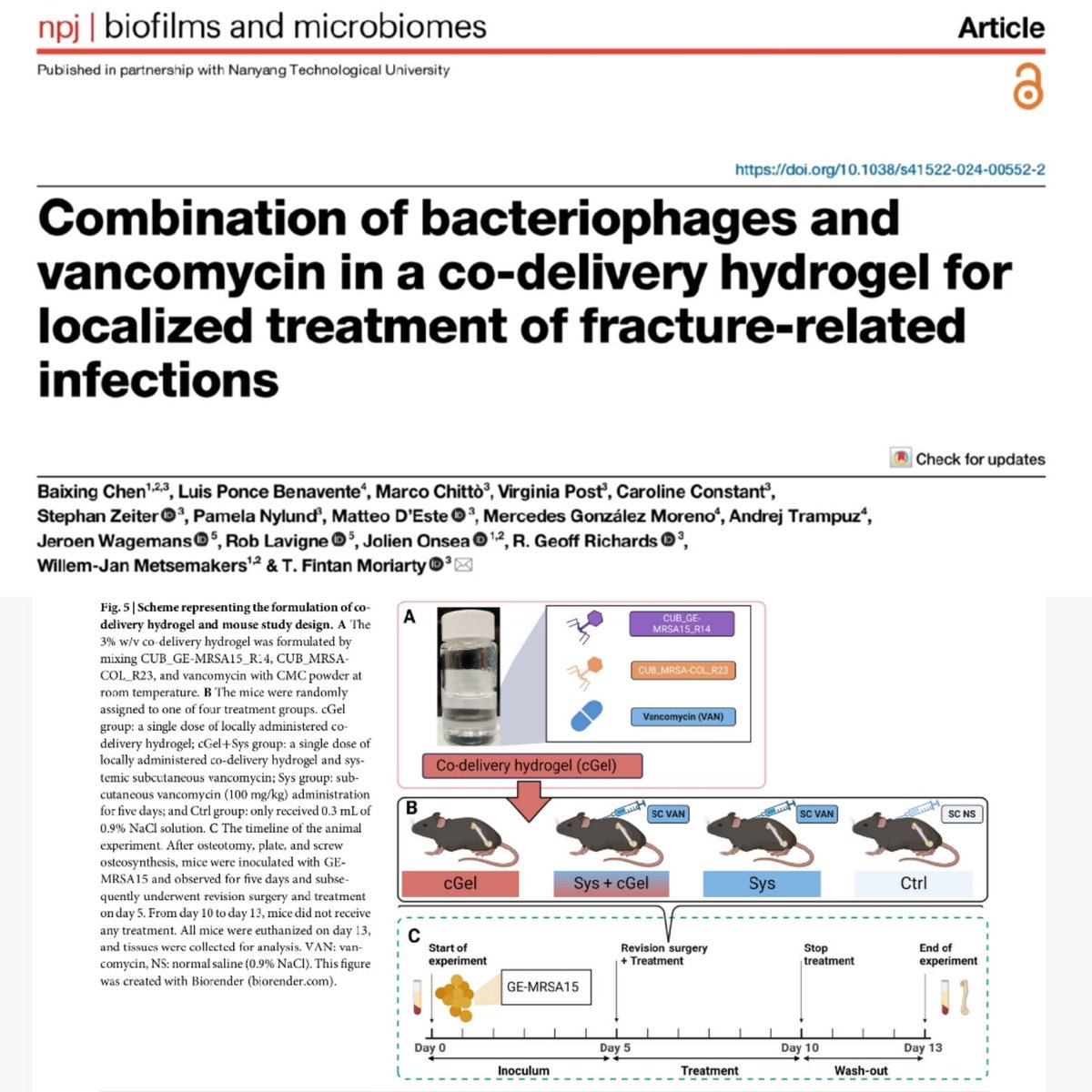 Rob Lavigne (@roblavigne1) on Twitter photo Putting #phage #antibiotic synergy into practice. Co-delivery formulation approach for #MRSA treatment in fracture-related infections . #publication in <a href="/Nature_NPJ/">npj Journals</a> with <a href="/AOFoundation/">AO Foundation</a>
nature.com/articles/s4152…
#FRI #AMR #clinic #microbiology #staphylococcus Putting #phage #antibiotic synergy into practice. Co-delivery formulation approach for #MRSA treatment in fracture-related infections . #publication in <a href="/Nature_NPJ/">npj Journals</a> with <a href="/AOFoundation/">AO Foundation</a>
nature.com/articles/s4152…
#FRI #AMR #clinic #microbiology #staphylococcus