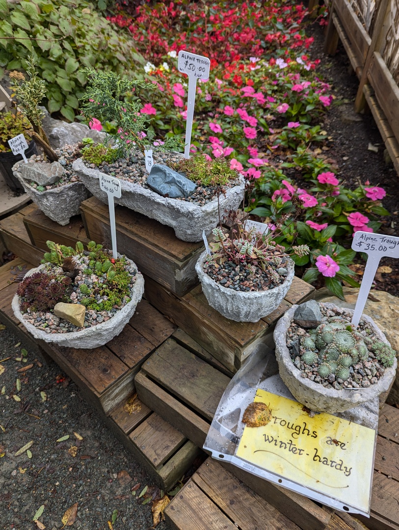 Memorial University Botanical Garden (@munbotgarden) on Twitter photo These alpine troughs are winter hardy, beautiful, and ready to go home with you! Available for purchase during our regular open hours, only until Sunday, Oct 13! Prices vary. These alpine troughs are winter hardy, beautiful, and ready to go home with you! Available for purchase during our regular open hours, only until Sunday, Oct 13! Prices vary.