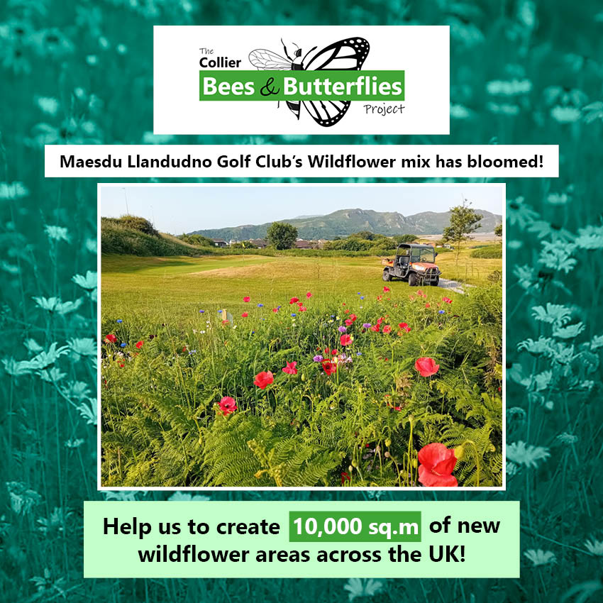 Maesdu Llandudno Golf Club's wildflower mix has bloomed!💮😁
<a href="/MaesduGolfClub/">Maesdu Golf Club</a>