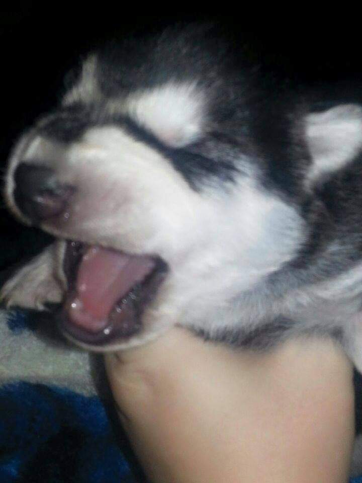 Glonkable🍁 tweet media