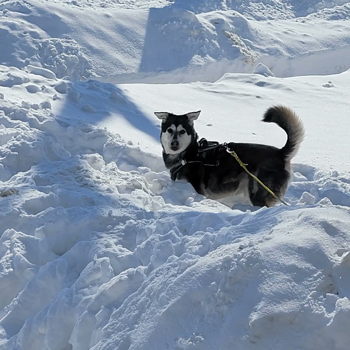 Glonkable🍁 tweet media