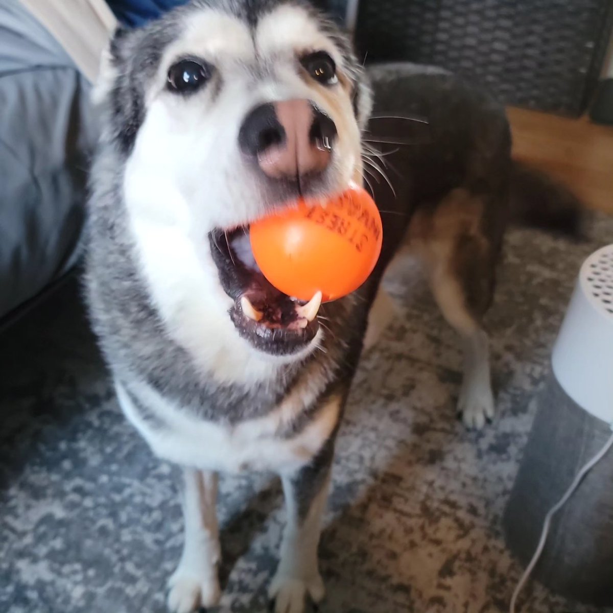 Glonkable🍁 tweet media