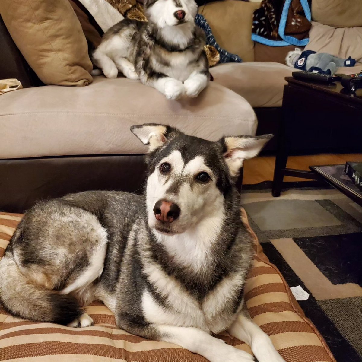 Glonkable🍁 tweet media