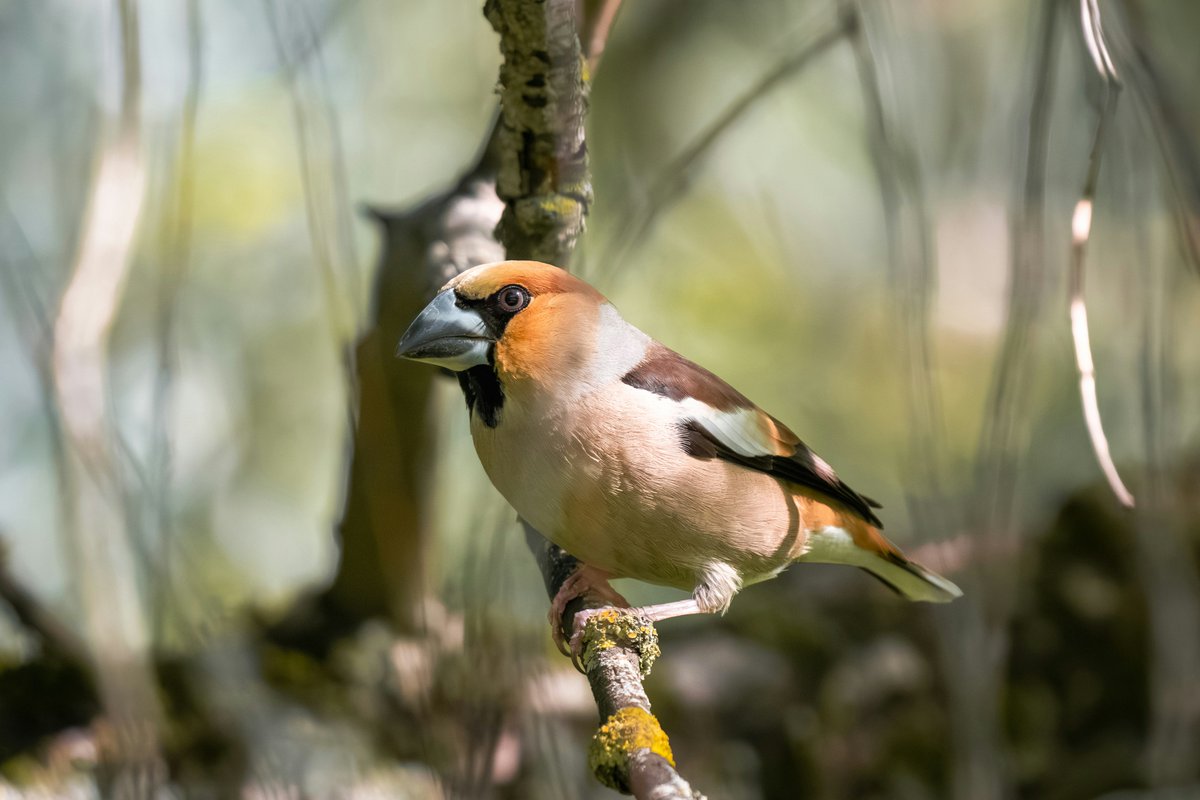 Toby Fountain (@tobywildlife.bsky.social) (@toby_wildlife) on Twitter photo (1/6) October marks the end of the 2023-24 Local Wildlife Site Project I ran for <a href="/HerefordshireWT/">Herefordshire Wildlife Trust</a> and I can now reveal some of our exciting discoveries. The first of which is the first ever county breeding record of one of Britain's rarest breeding birds: the mighty hawfinch! (1/6) October marks the end of the 2023-24 Local Wildlife Site Project I ran for <a href="/HerefordshireWT/">Herefordshire Wildlife Trust</a> and I can now reveal some of our exciting discoveries. The first of which is the first ever county breeding record of one of Britain's rarest breeding birds: the mighty hawfinch!