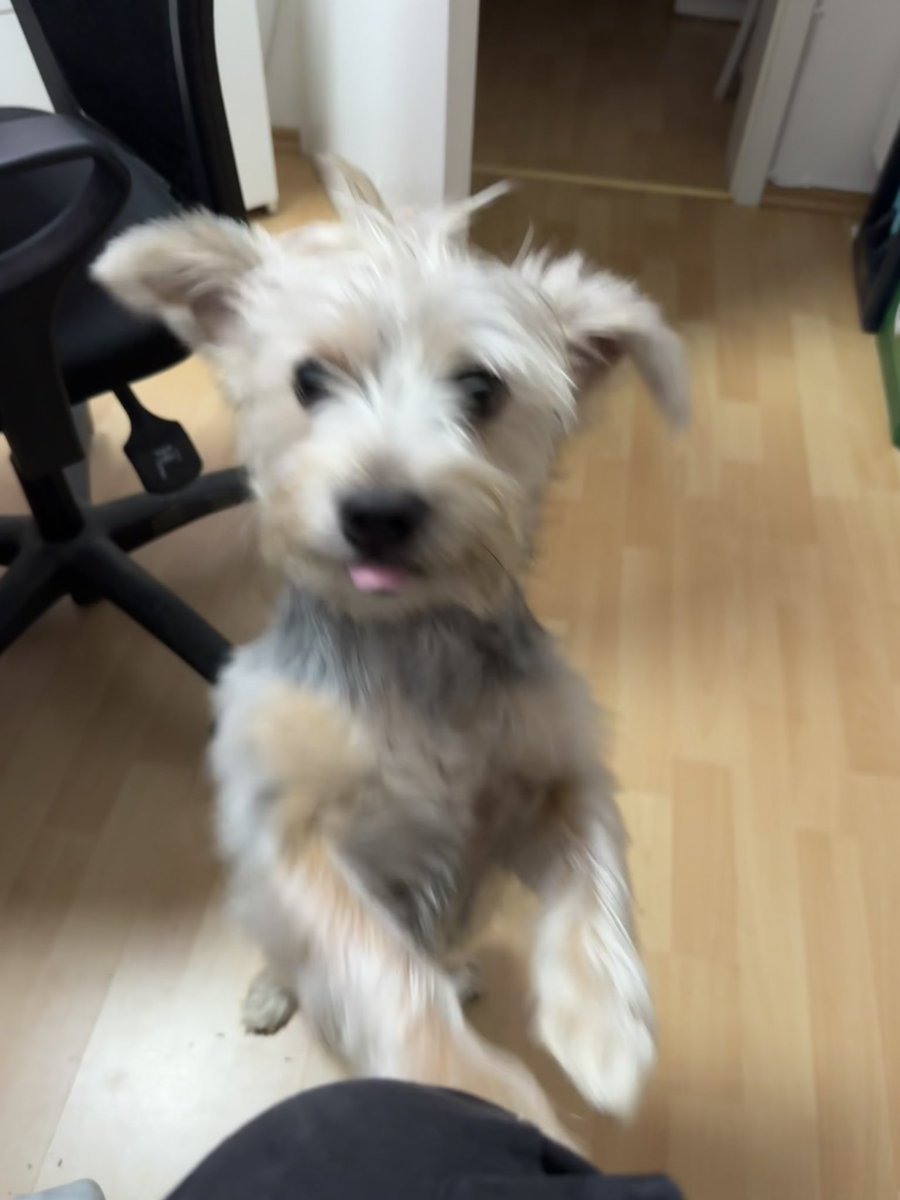 maxxhatdrip's tweet photo. @lavrasophie mein hund nachoo :) https://t.co/PQBBptvvVH