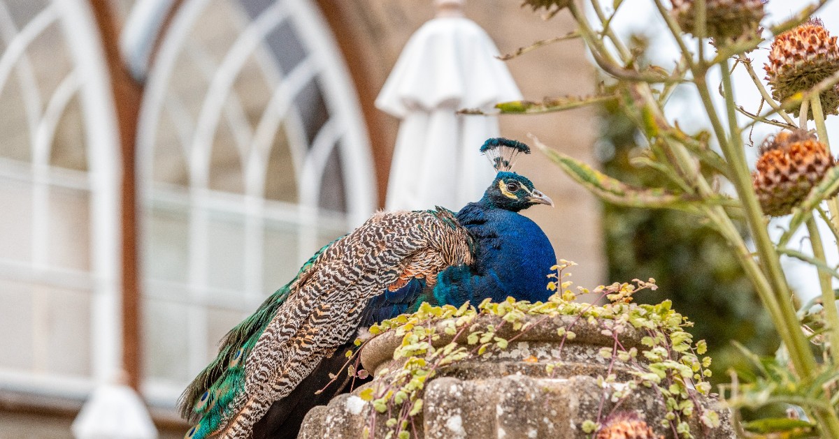 The most beautiful photo of one of our resident peacocks in The Peacock Garden 🦚🌲

🎟️ warwick-castle.com