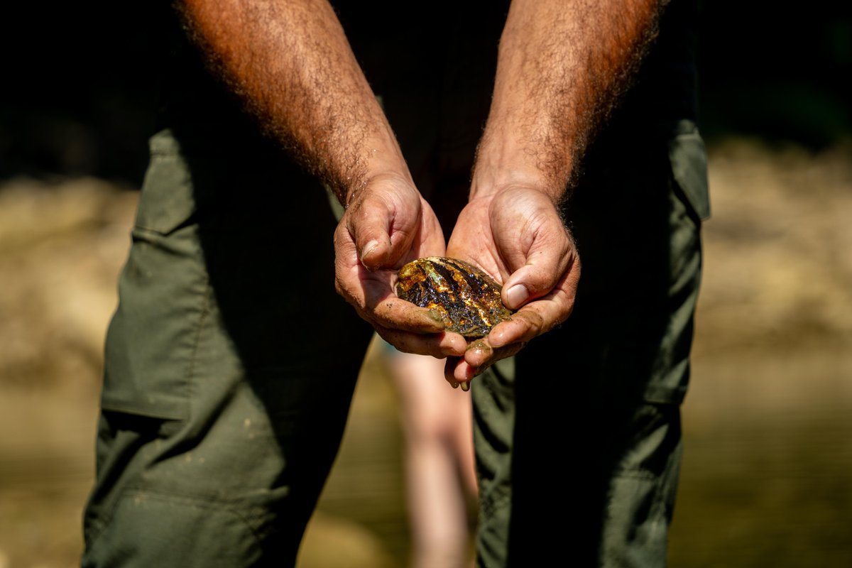 Photo of the week!

Adam Taylor, a park ranger from the U.S. Army Corps of Engineers Louisville District's Rough River Lake, holds a mussel along Green River near Brownsville, Kentucky. 🦪 

 📸 Kelsie Hall