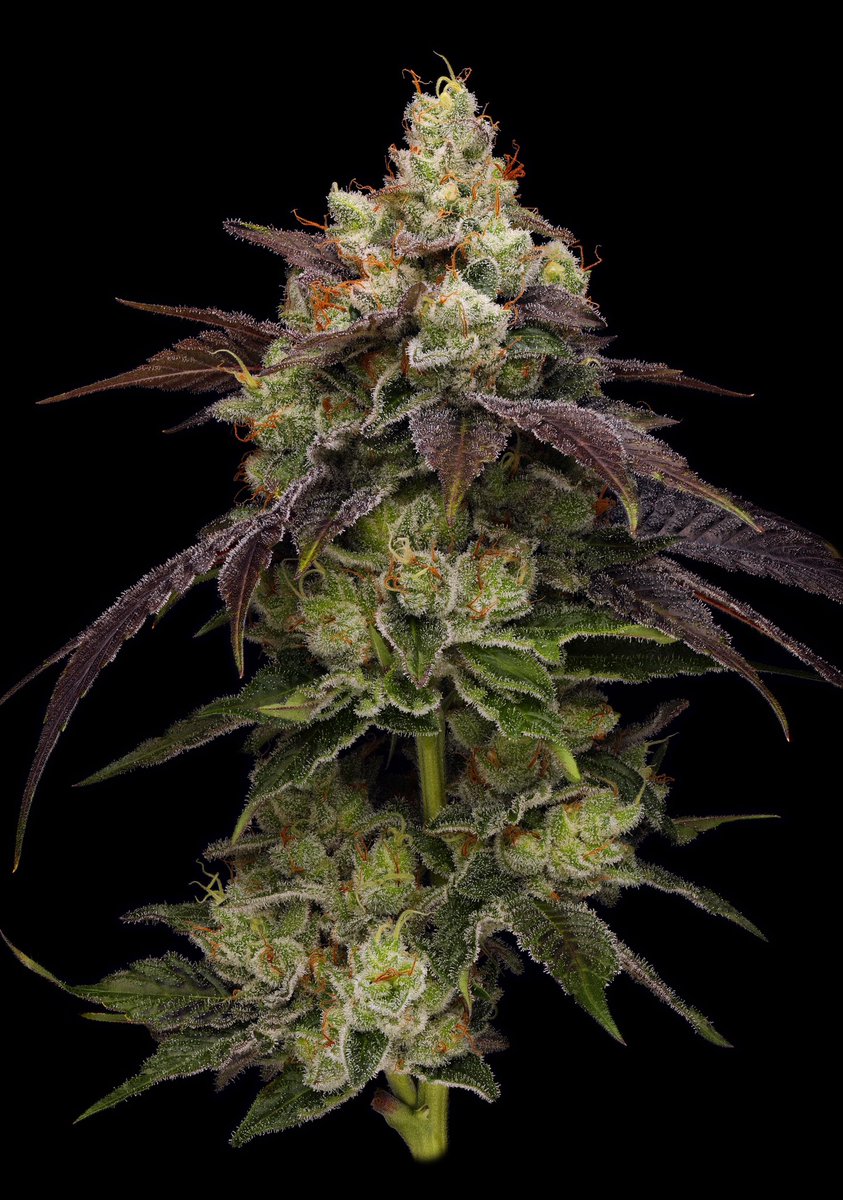 Tenzin Kush4 x 89NL5 &amp; Wedding Crasher x 89NL5 
GBgenetics.com
💡 <a href="/fohse_inc/">Fohse.Inc</a> Scorpio
📸 @terpcam