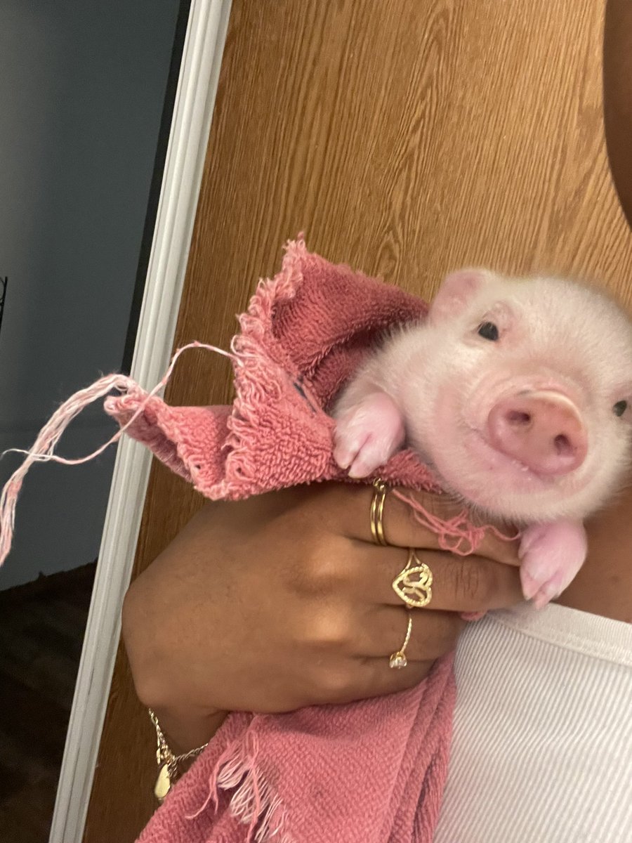 im so in love w my pig