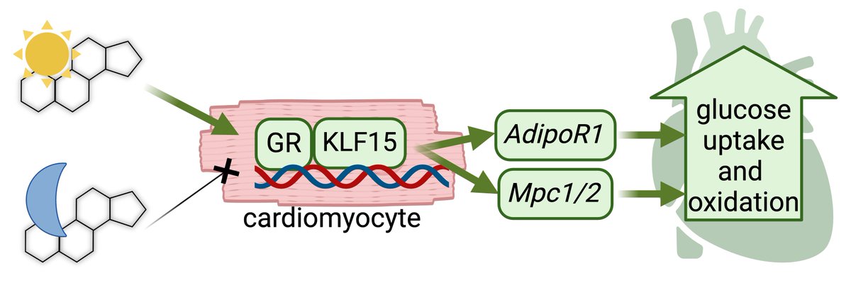 Mattia Quattrocelli (@mattiaquattro) on Twitter photo We found that prednisone promotes glucose oxidation and diastolic function in murine heart, hinging on the drug circadian time-of-intake and the cardiomyocyte-autonomous GR-KLF15 co-transactivation response. Check out our paper <a href="/JCI_insight/">JCI insight</a> shorturl.at/KhDWs We found that prednisone promotes glucose oxidation and diastolic function in murine heart, hinging on the drug circadian time-of-intake and the cardiomyocyte-autonomous GR-KLF15 co-transactivation response. Check out our paper <a href="/JCI_insight/">JCI insight</a> shorturl.at/KhDWs