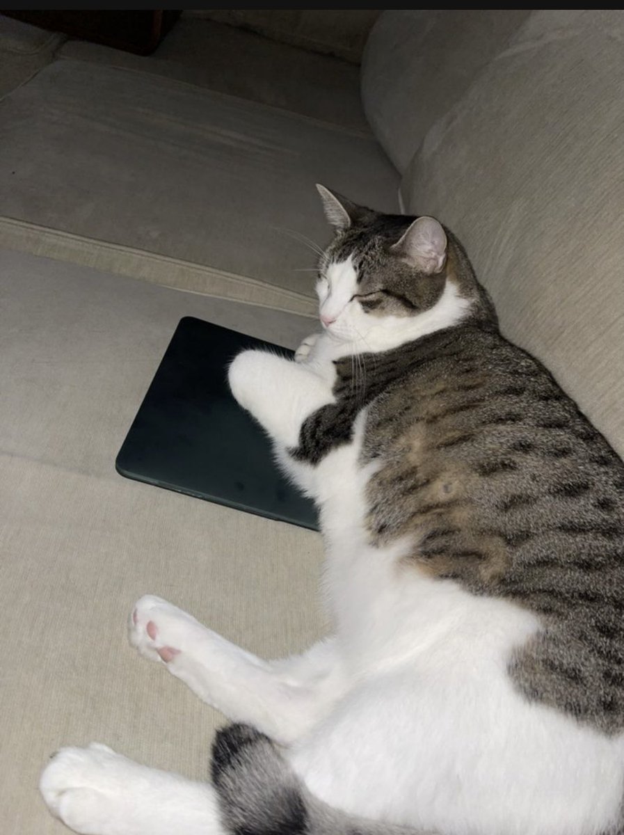 Boba is an indoor cat that escaped from a residence on Cinnamon Circle, Tewksbury. She is very skittish DO NOT CHASE. Please call with any sightings 781-510-2392, 617-984-9989, or AC 978-215-9639